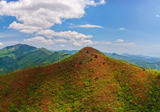 新宁瑶山映山红绽放。朱巨滨摄