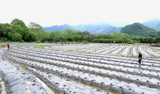 农户在基地移栽黄贡椒。欧阳文摄
