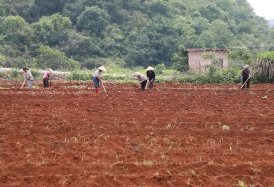 村民们正有序种植淮山。陶红星摄