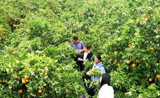 游客前來採摘夏橙。趙李明攝