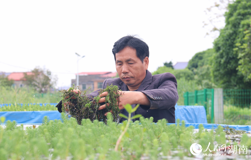 傅珍检查看水草长势。人民网记者 刘宾摄