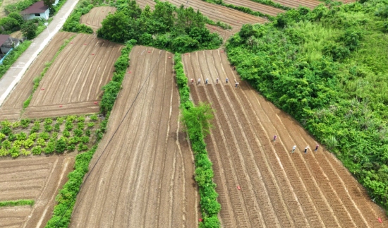 白龙溪村莪术种植基地。欧阳文摄