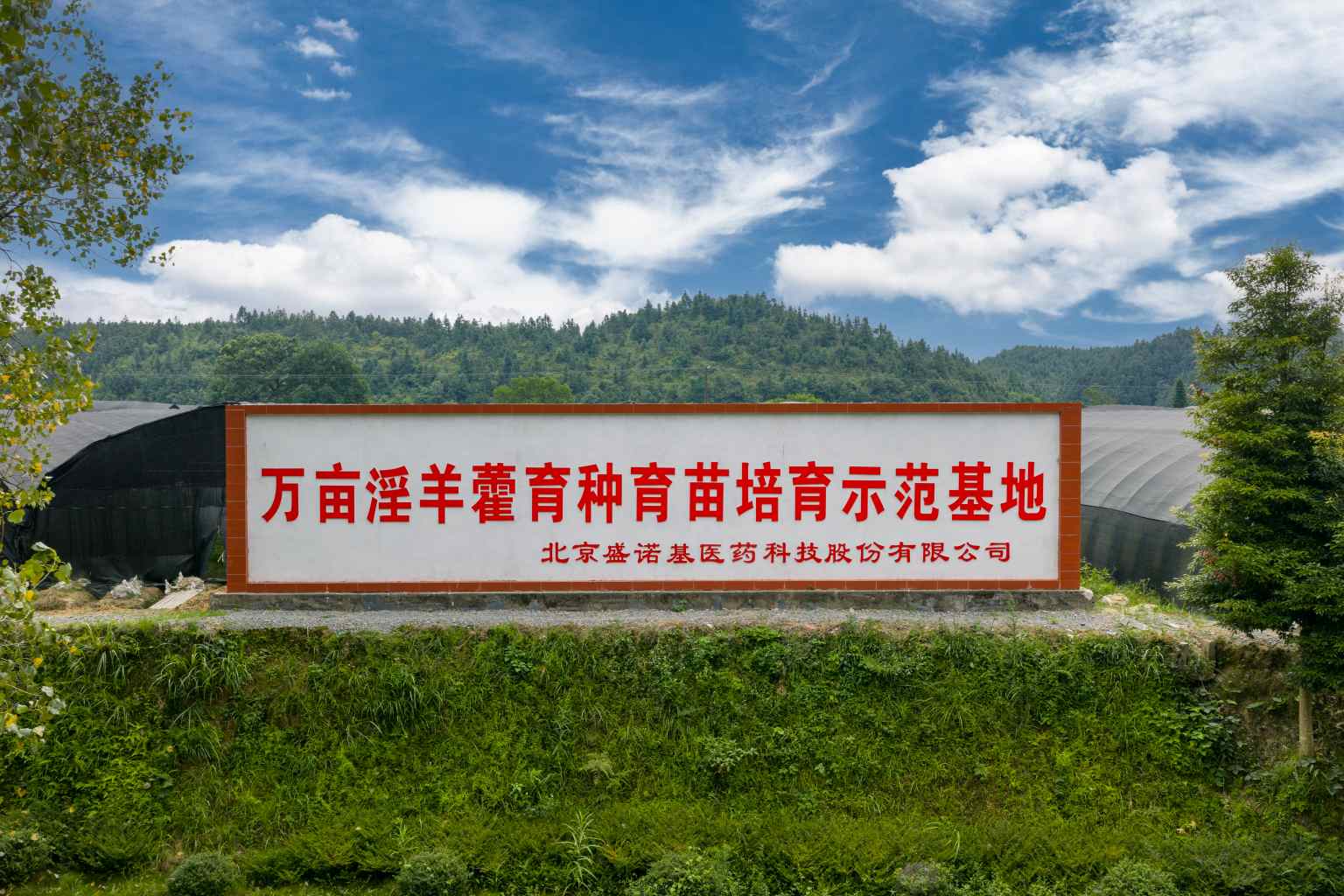 万亩淫羊藿培育示范基地。单位供图