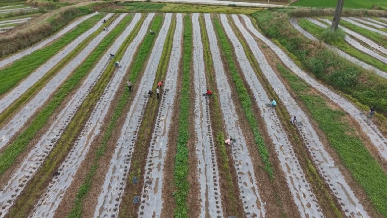 航拍下的西瓜種植基地。肖申軍攝
