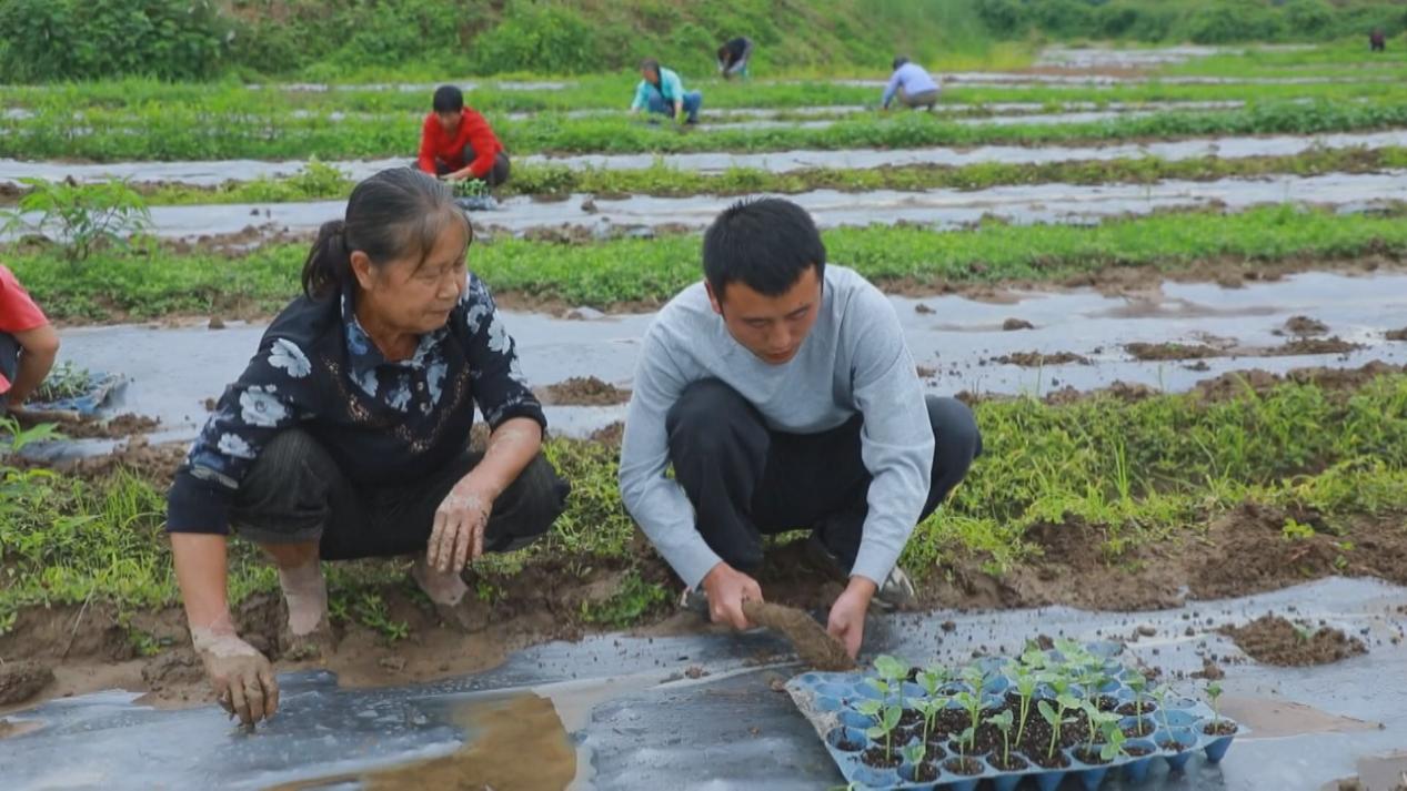 種植能手正和村民們一起栽種西瓜苗。肖申軍攝