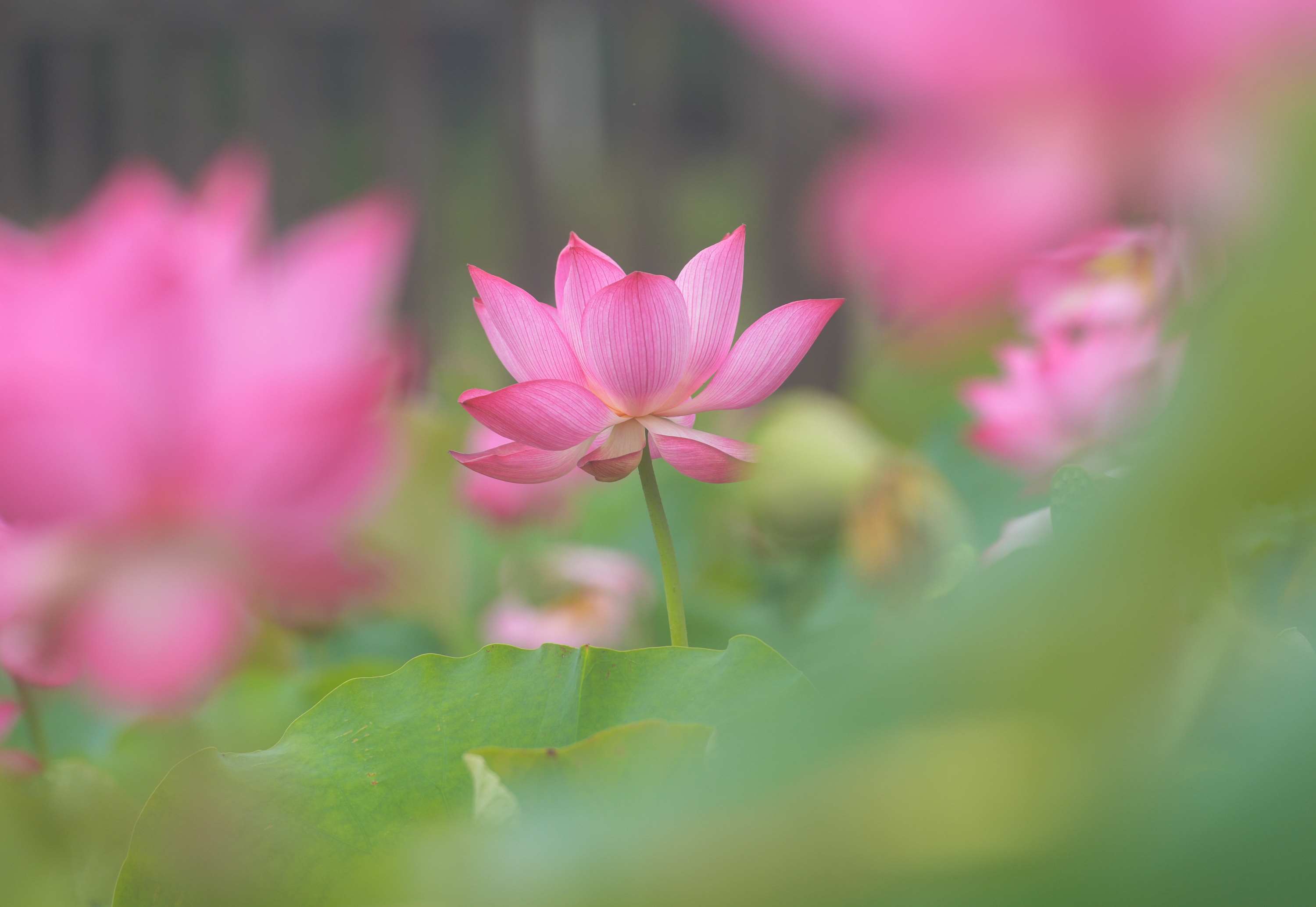 濂溪故里内荷花开放。蒋克青摄