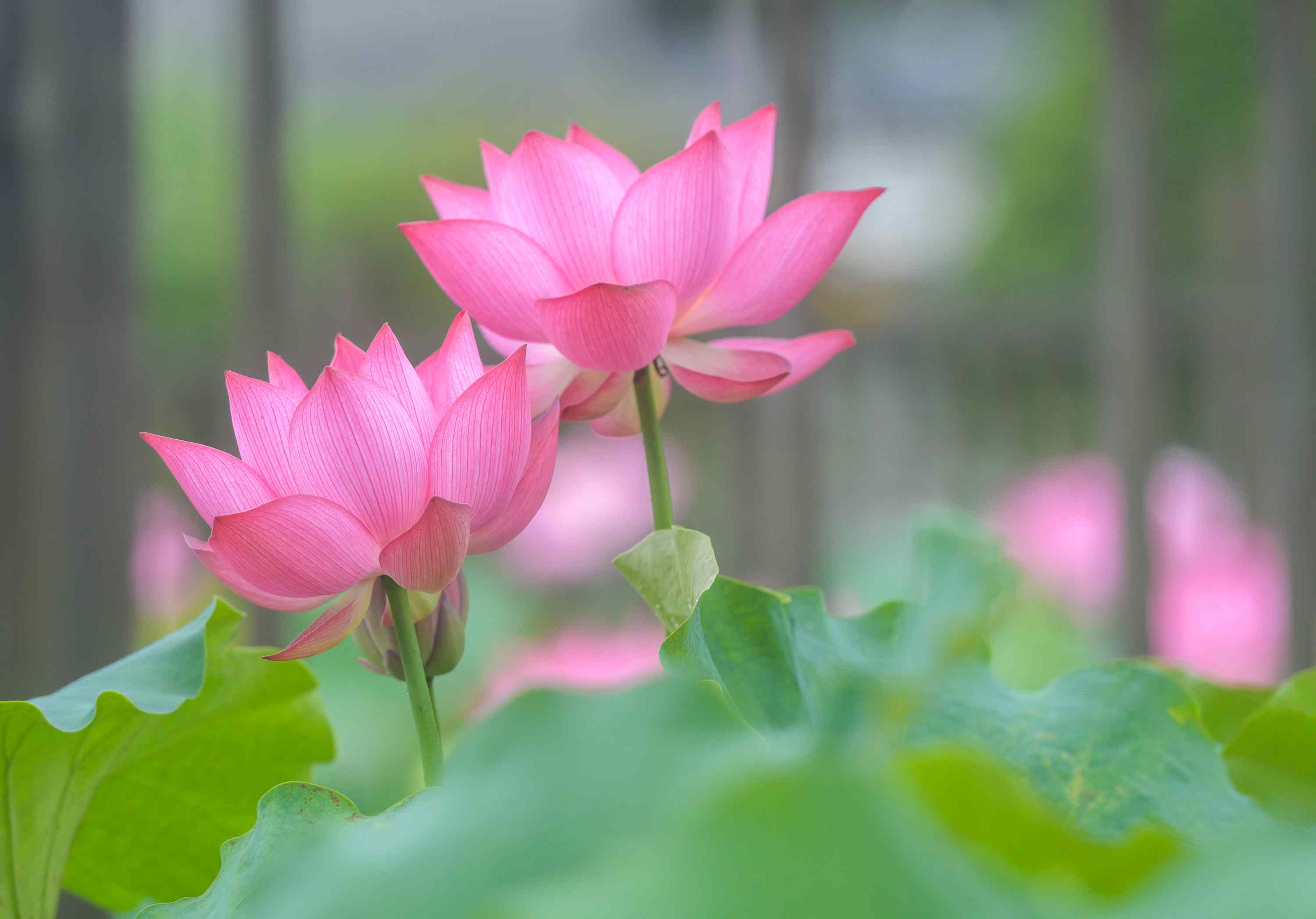 濂溪故里内荷花开放。蒋克青摄
