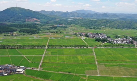 江永县双季稻示范基地一角。陈平成摄