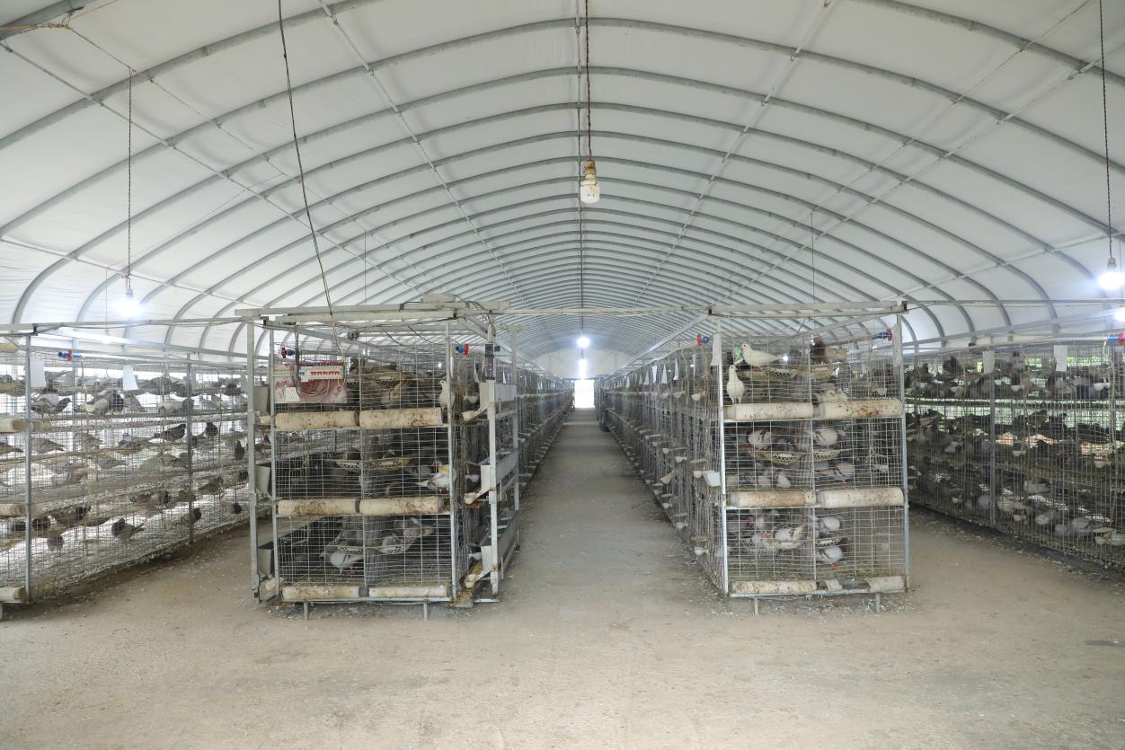 規模化養殖。唐游光攝