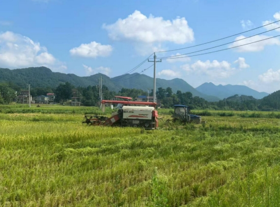 联合收割机在田间往返作业。蒋崇摄