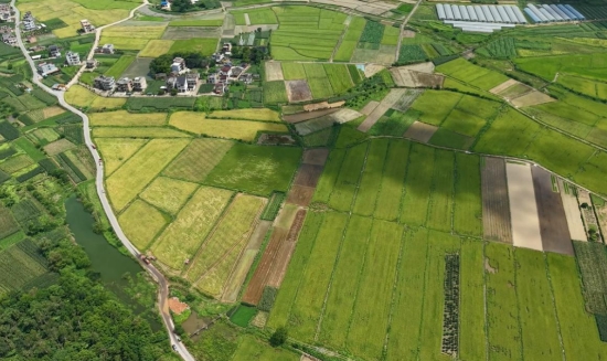 稻海。杨振民摄