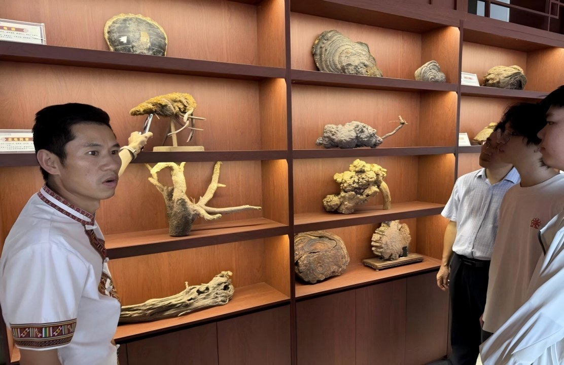 蒋昆知向实践团成员介绍瑶药植物标本。实践团供图