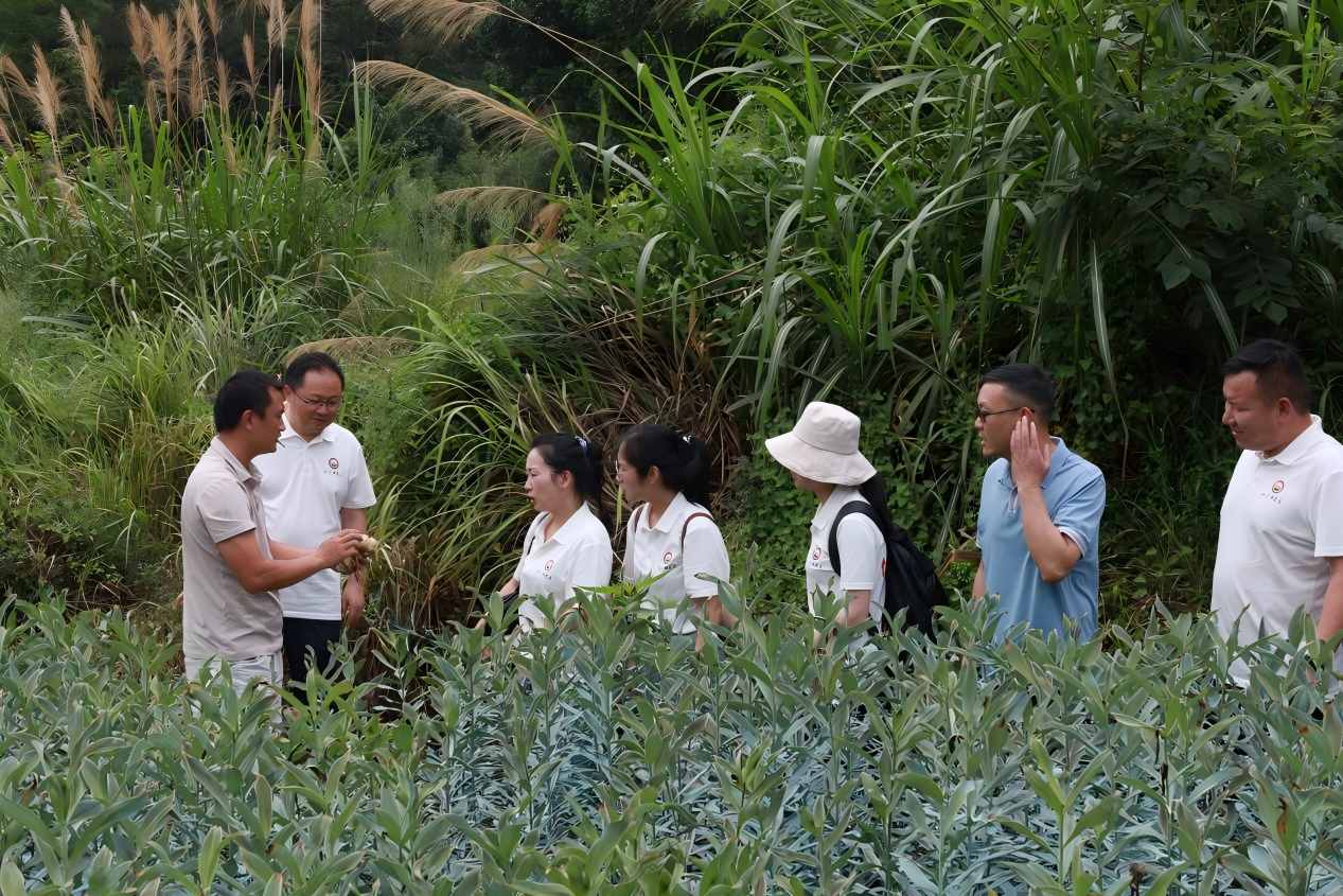 博士团在百合种植基地查看长势情况。单位供图