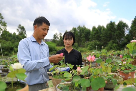 新农人黄重旺在察看碗莲长势。陈平成摄