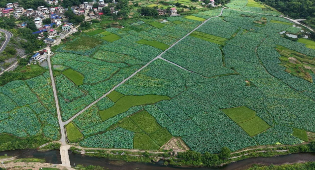 东安县川岩乡松江村太空莲种植基地航拍图。邓志宇摄