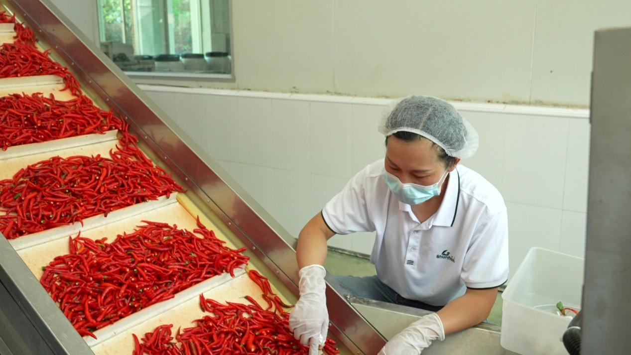 对当天收到的辣椒，现场上线加工。受访单位供图