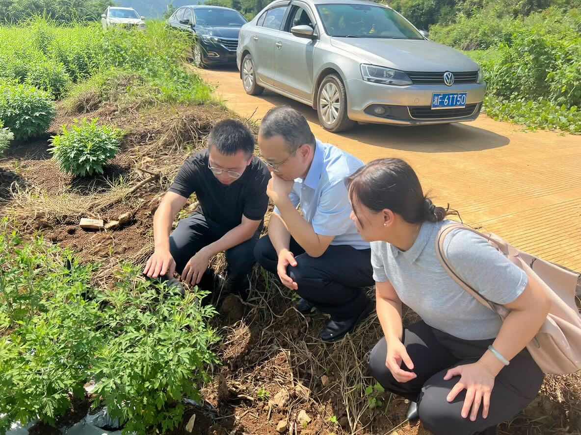 实地察看野菊花生长状况。受访单位供图