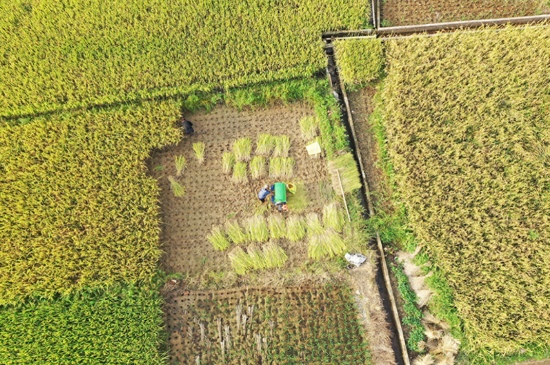 新田縣驥村鎮黃栗山村，村民在收割水稻。鐘偉鋒攝