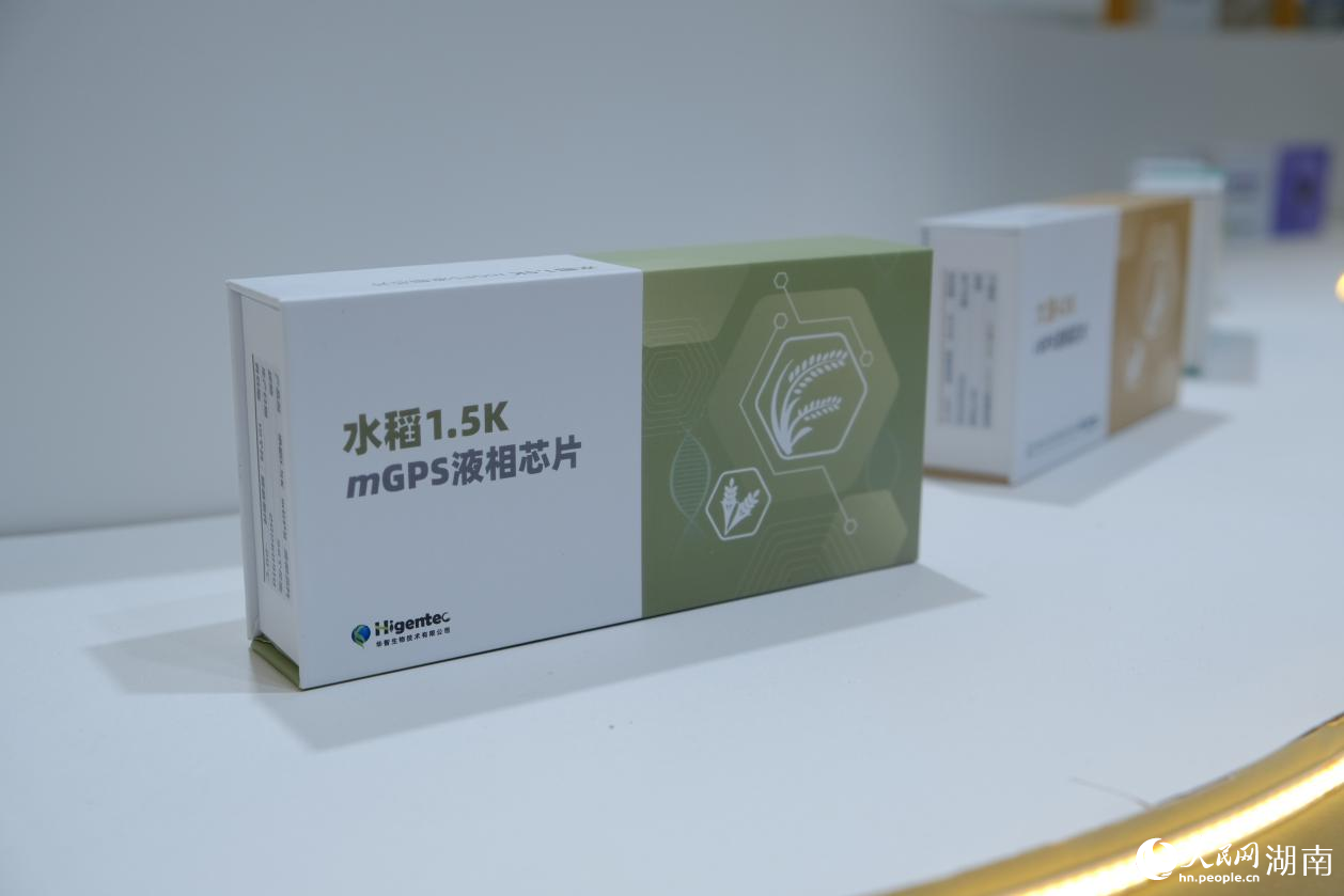 华智生物研制的水稻60k液相芯片。人民网记者 向宇摄