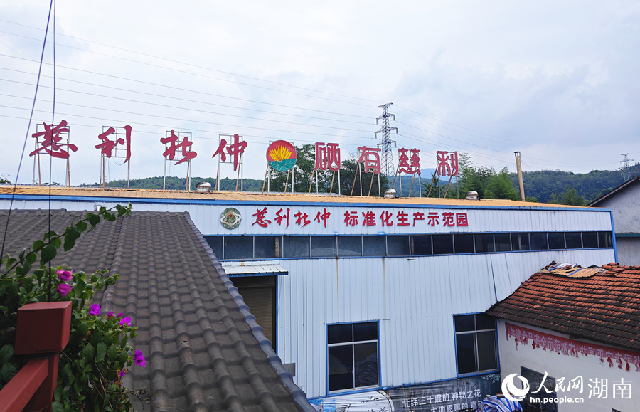 张家界绿春园茶业有限公司厂区。人民网记者 刘宾摄
