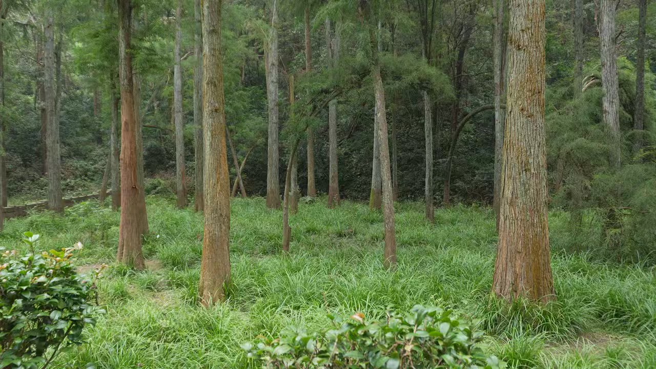 大山冲森林公园。李冰冰摄