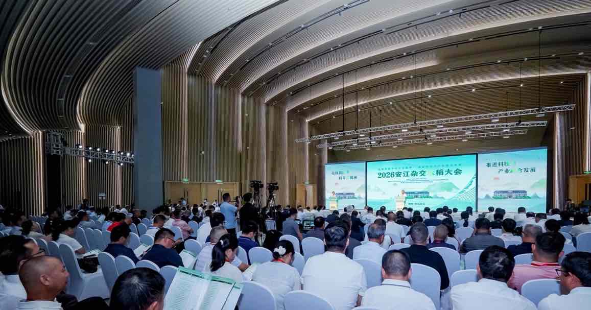 2026安江雜交水稻大會。主辦方供圖