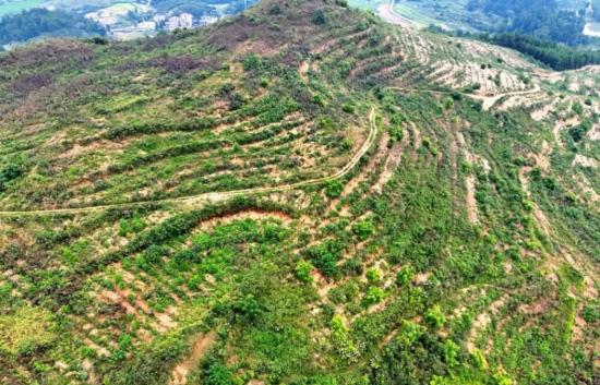 火柴岭油茶基地。郑良康摄