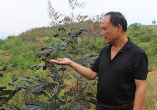 蒋仁信介绍博落回种植情况。邓提茂摄