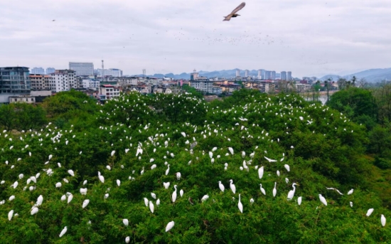 候鳥南遷。受訪單位供圖
