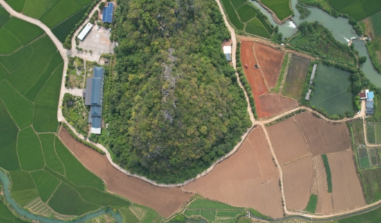 新田縣石羊鎮宋家村的藠頭種植基地。蔣軍君攝