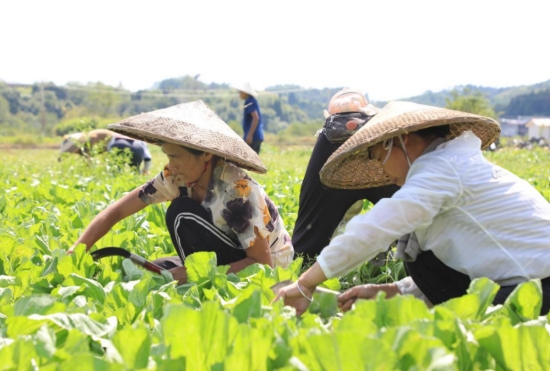 村民们在采收芥菜。周林凤摄