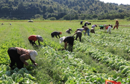村民们在采收芥菜。周林凤摄
