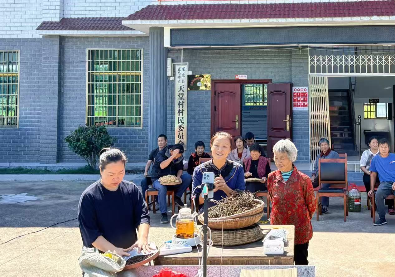鹿馬橋鎮天堂村國慶期間助農專場直播。陳靈玲攝