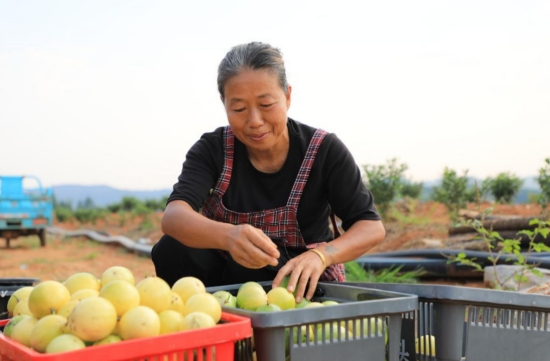 百香果园负责周桂云正在选果分级。周林凤摄