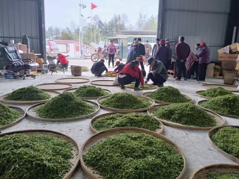 村民在黨群服務中心茶廠交售新採茶葉。受訪單位供圖