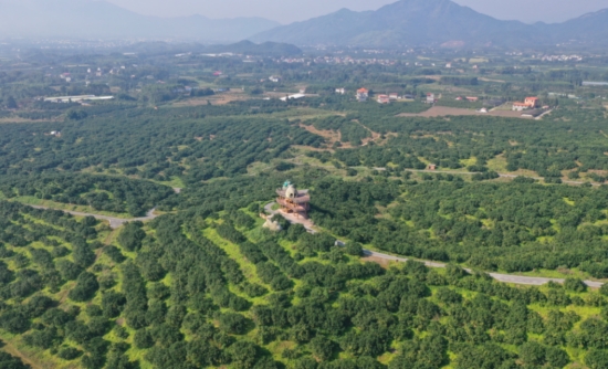 江永县粗石江镇云雾山香柚产业园。陈平成摄