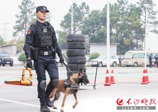　　特警攜犬常態化執法執勤演示。