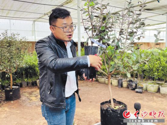 　　宋希在育苗棚內開直播，分享果苗種植技巧。　　長沙晚報全媒體記者 李靜 攝