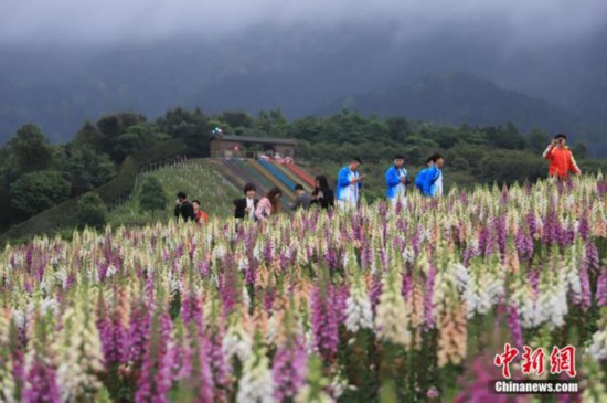 ����ͼ���ο����໨���� ������ ��