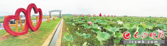 宁乡回龙铺镇：良田万亩稻荷香