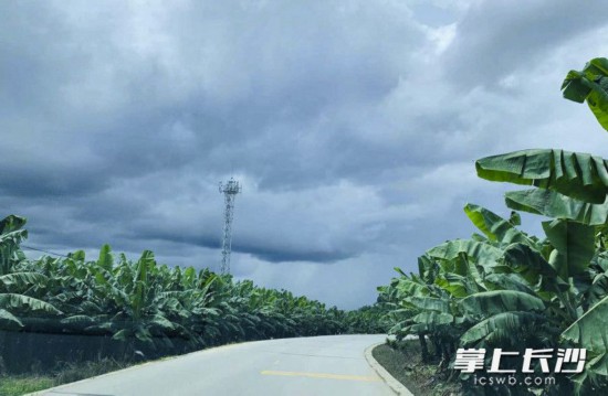 平整的機耕路在香蕉種植園中蜿蜒穿行。