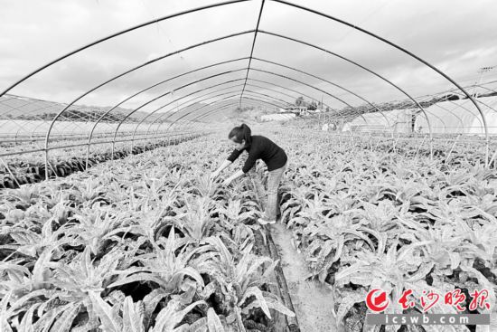   在瀏陽市關口街道升平村蔬菜基地，使用糞肥的蔬菜長勢喜人。長沙晚報全媒體記者 顏開雲 攝