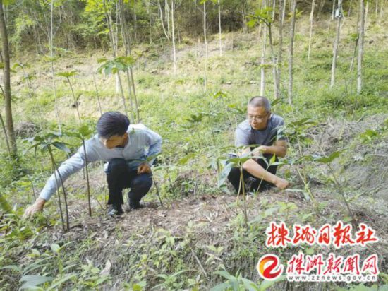 村民们抚育中药材。株洲日报社全媒体记者 刘毅 摄 