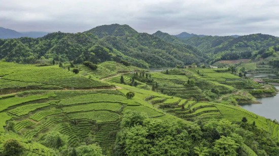 安化茶园。安化县委宣传部供图