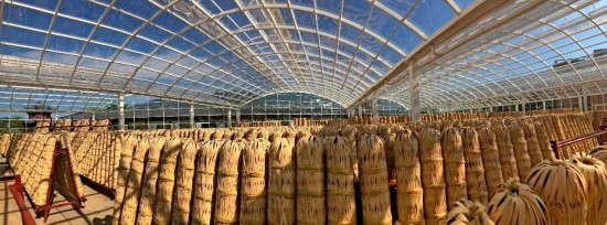 安化千两茶晾晒。安化县委宣传部供图